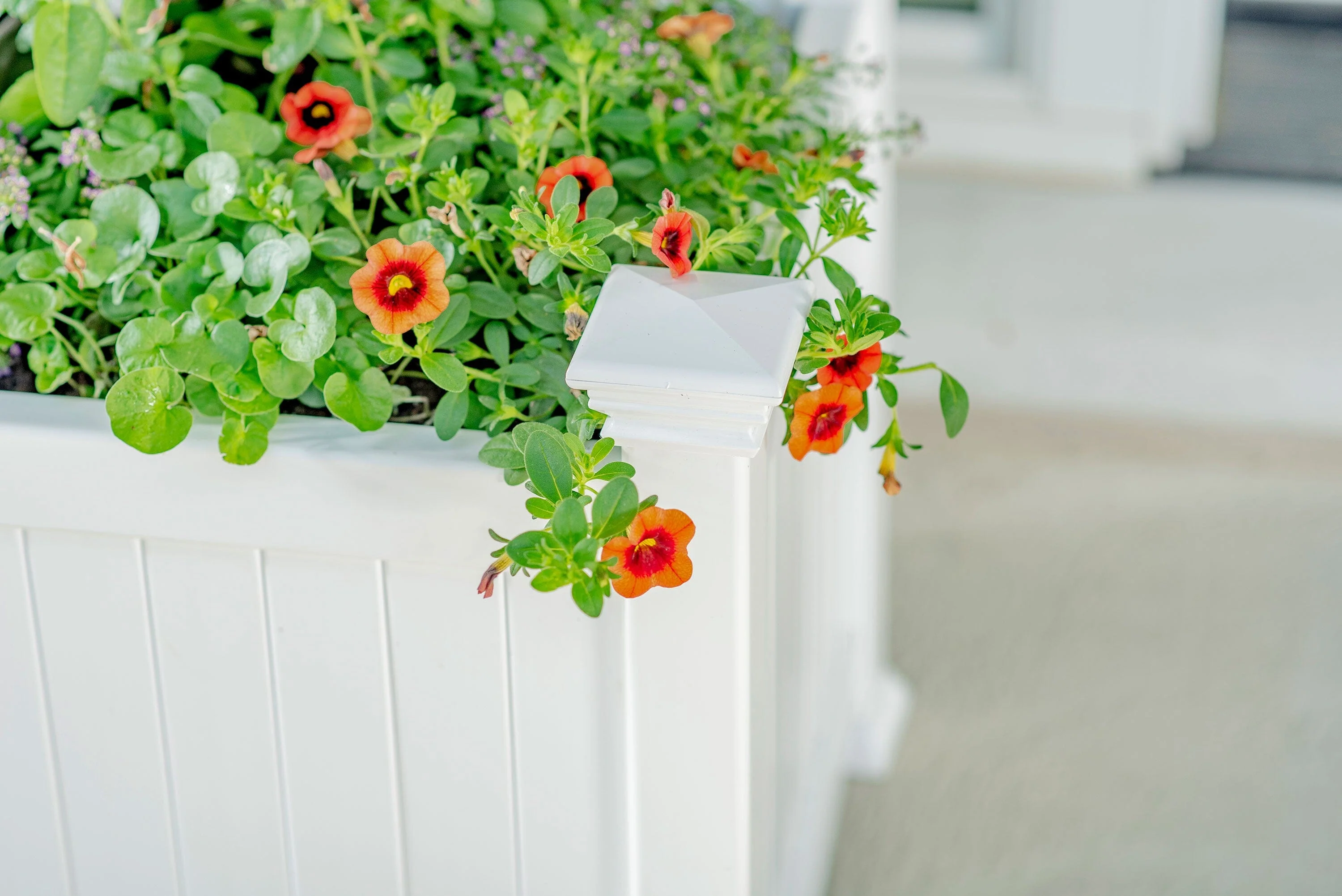 CLASSIC Cardiff Planter Box - Image 3